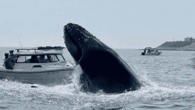 Australie : Décès d'un homme après une collision entre une baleine et un bateau lors d'un incident inhabituel