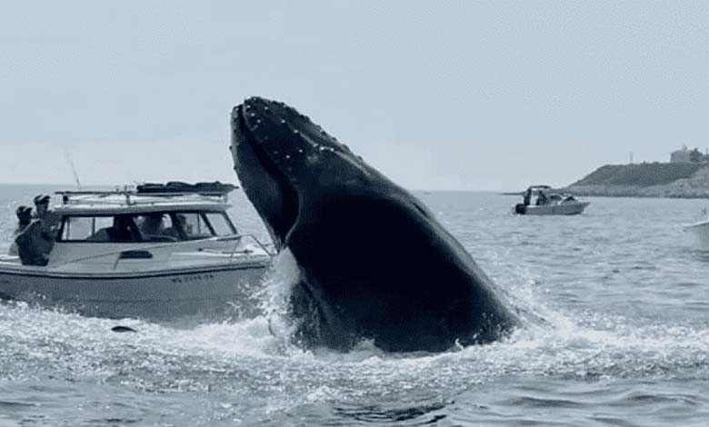 Australie : Décès d'un homme après une collision entre une baleine et un bateau lors d'un incident inhabituel