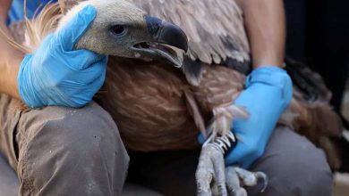 Chypre relâche des vautours moines en danger dans la nature