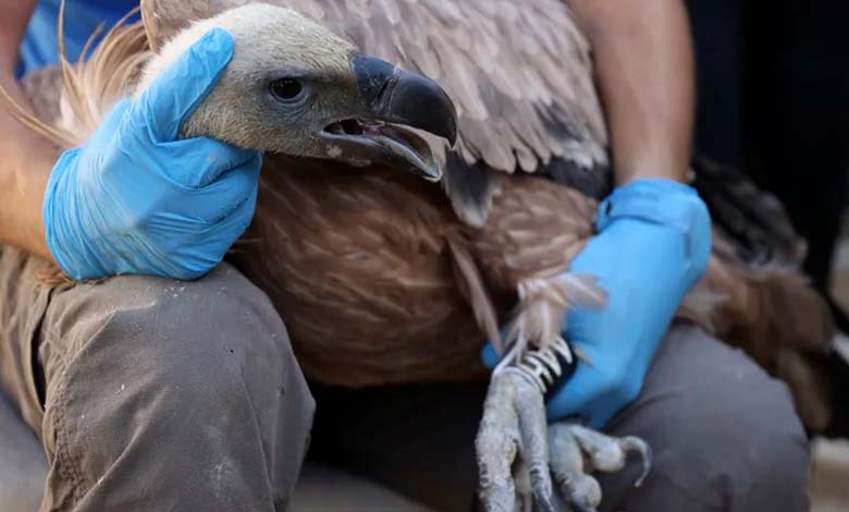 Chypre relâche des vautours moines en danger dans la nature