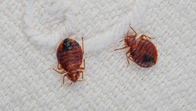 Les punaises des lits envahissent Paris, et le gouvernement se presse de les éradiquer