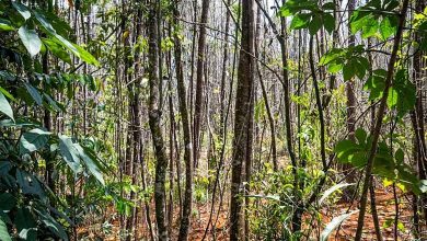 Un arbre au Brésil, que l'on croyait éteint depuis 185 ans, a été découvert