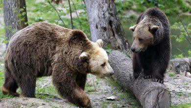 Comportement aggressif : Un ours tue deux personnes dans un parc canadien