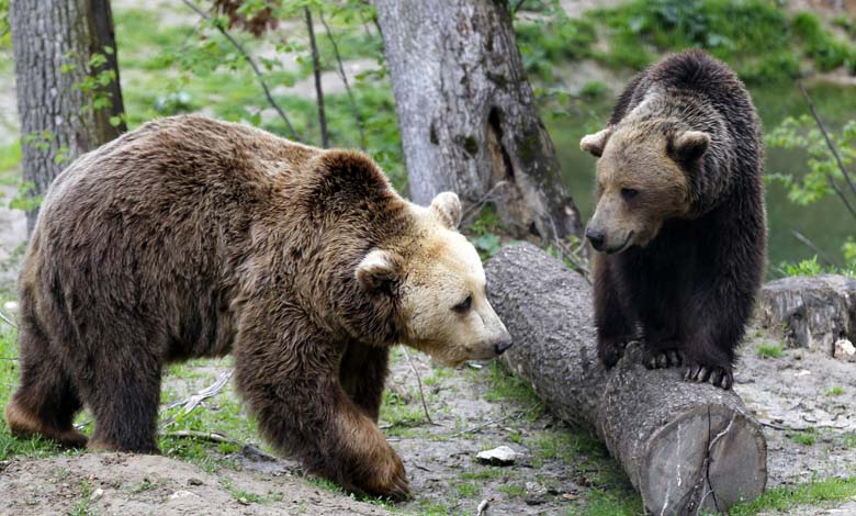 Comportement aggressif : Un ours tue deux personnes dans un parc canadien