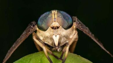 La Russie envoie 1500 mouches des fruits dans l'espace... mais pourquoi ? 