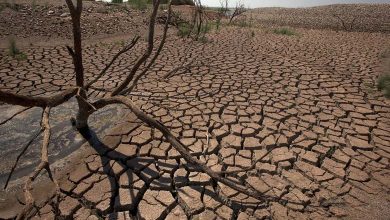 Le changement climatique pousse les amphibiens vers l'extinction... Impact de la sécheresse !