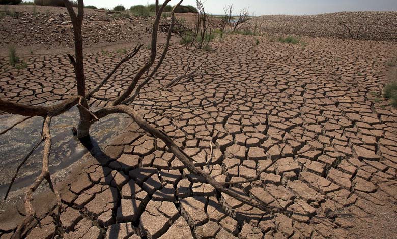 Le changement climatique pousse les amphibiens vers l'extinction... Impact de la sécheresse !