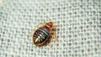 Maroc... Inquiétudes concernant les "Punaises des lits" et les experts expliquent les risques