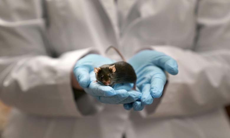 Pour la première fois, des scientifiques développent des embryons de souris dans l'espace