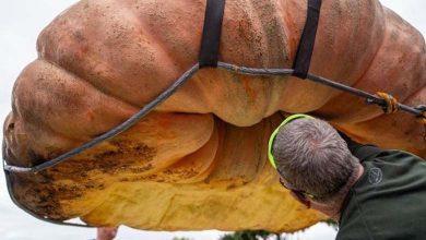 Une citrouille géante bat des records - Quel était son poids ?