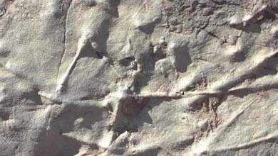 Découverte de traces d'organismes multicellulaires vieilles de 539 millions d'années au Maroc