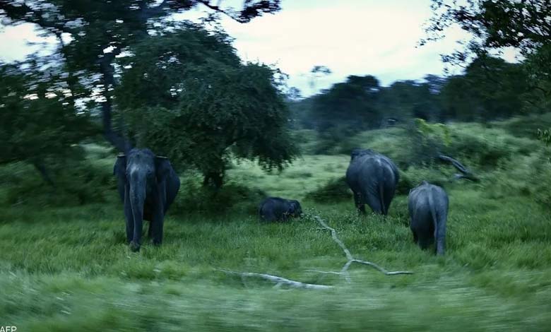 En guise de représailles pour son petit... 5 éléphants écrasent une voiture en Malaisie