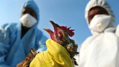 Grippe aviaire hautement contagieuse détectée au Japon 
