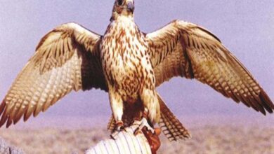 Israël fait appel aux faucons après l'attaque du 7 Octobre... Comment et pourquoi ? 