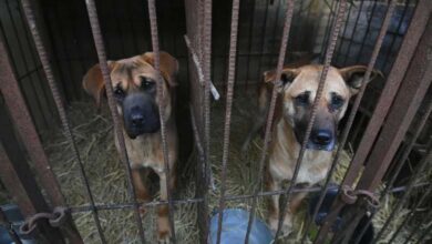 La Corée du Sud cherche à adopter une loi interdisant la consommation de viande de chien 