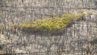 Les changements climatiques frappent les forêts tunisiennes, et le reboisement est une solution clé 
