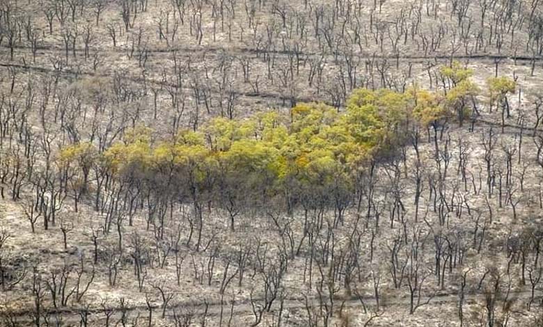 Les changements climatiques frappent les forêts tunisiennes, et le reboisement est une solution clé 