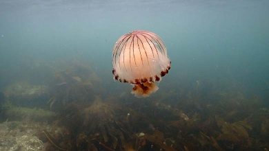 Les méduses envahissent le Royaume-Uni et l'Irlande