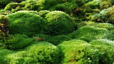 Prévisions sur le changement climatique... Comment les algues contribuent-elles à améliorer la précision ?