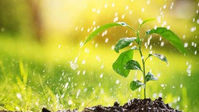 Sibérie : Hausse de la température à l'origine de l'apparition et de la disparition d'espèces végétales