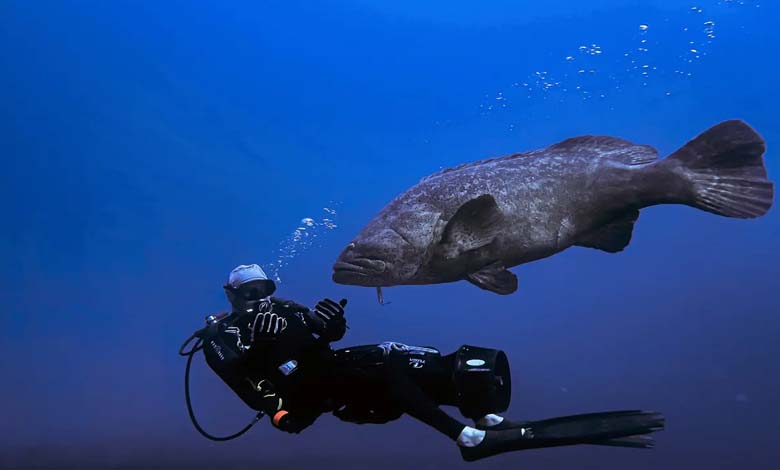 Un poisson rare dans les eaux de l'Égypte... donne naissance, allaite et vit pendant 100 ans