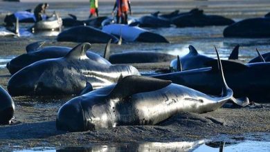 Échouage massif de dizaines de baleines pilotes sur les côtes de l'Australie 