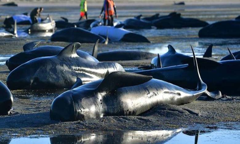 Échouage massif de dizaines de baleines pilotes sur les côtes de l'Australie 