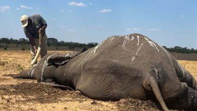 La sécheresse tue des dizaines d'éléphants au Zimbabwe 
