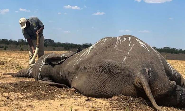 La sécheresse tue des dizaines d'éléphants au Zimbabwe 