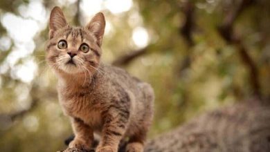 Les chats accusés de tuer 1,5 milliard d'animaux par an... Détails 