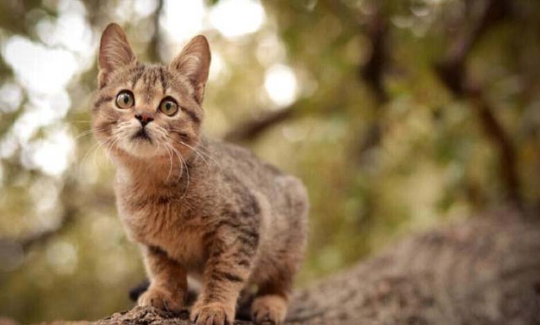 Les chats accusés de tuer 1,5 milliard d'animaux par an... Détails 