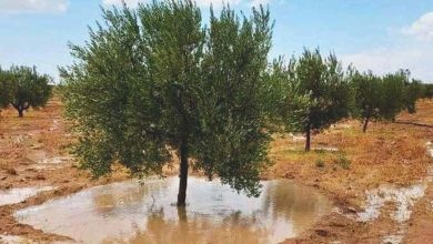 Les pluies soulagent les inquiétudes liées à la soif en Tunisie, faisant sonner une "cloche d'alarme" 
