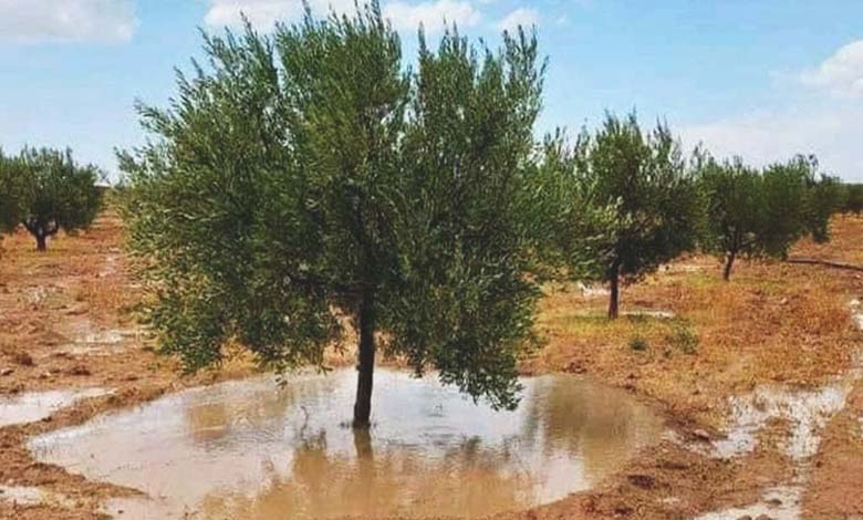 Les pluies soulagent les inquiétudes liées à la soif en Tunisie, faisant sonner une "cloche d'alarme" 