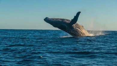 Pour la première fois... Des scientifiques communiquent avec une baleine dans sa 'langue native' 