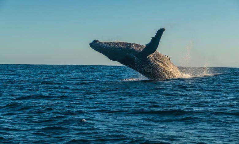 Pour la première fois... Des scientifiques communiquent avec une baleine dans sa 'langue native' 