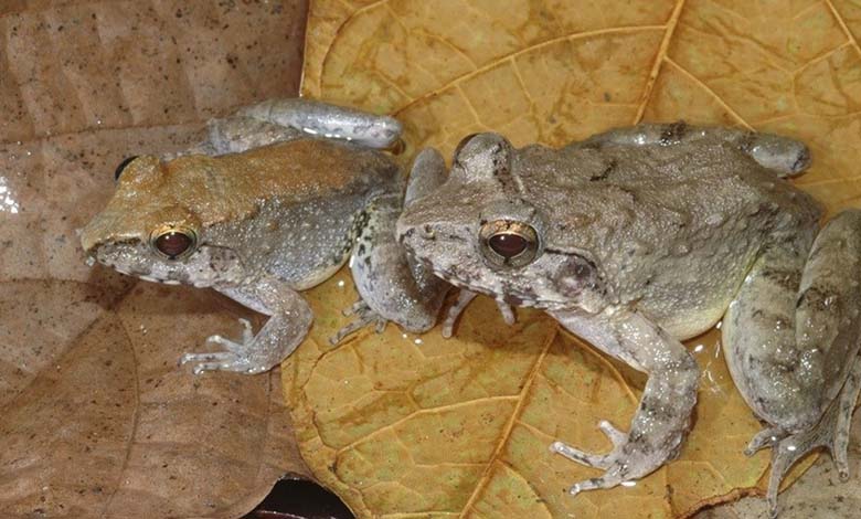 Type inhabituel... Découverte de petites grenouilles « à crocs » dans les forêts d'Indonésie 