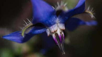 Un monstre de la "science-fiction" apparaît dans la nature... Découverte du champignon "Vesse-de-loup géante" 