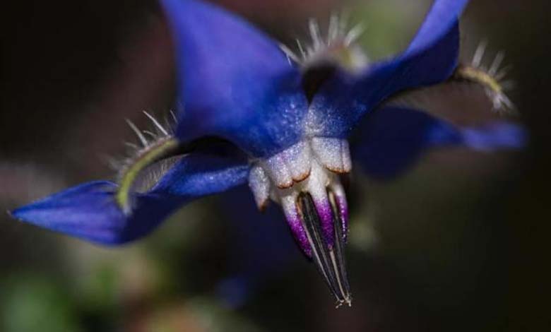 Un monstre de la "science-fiction" apparaît dans la nature... Découverte du champignon "Vesse-de-loup géante" 