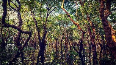 Découverte d'une forêt "perdue" datant de 22 millions d'années 