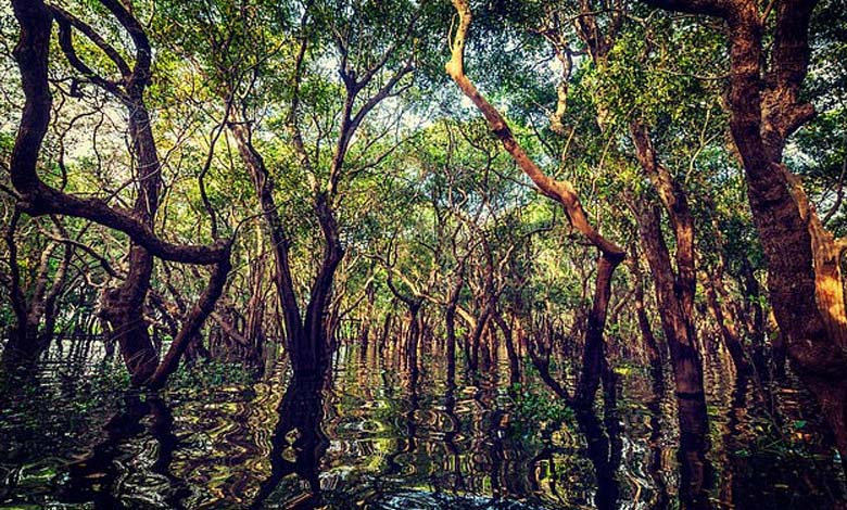 Découverte d'une forêt "perdue" datant de 22 millions d'années 