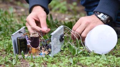 Électrochocs sur les Racines des Plantes : La Dernière Méthode pour ‘Sauver le Monde’ 