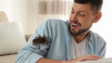 Le traitement de la peur des araignées réduit la phobie des hauteurs