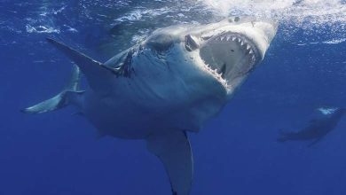 Megalodon... le "roi des mers" ne savait pas nager 