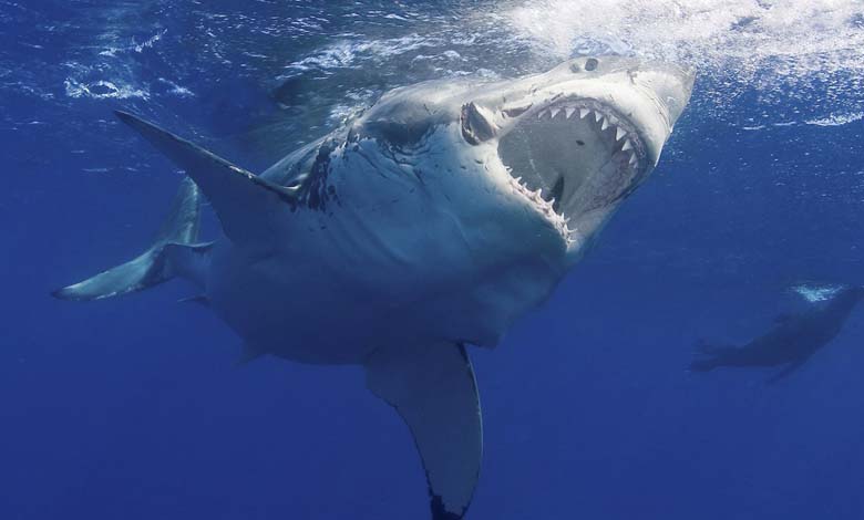 Megalodon... le "roi des mers" ne savait pas nager 