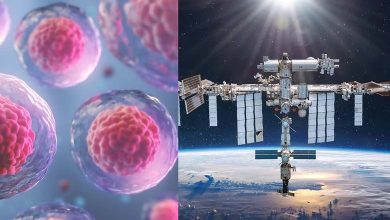 Nouvelles recherches sur les cellules souches décollent vers l'espace