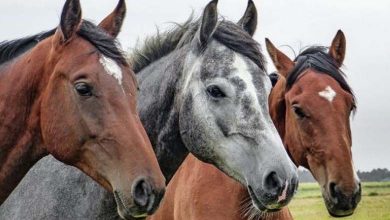 Pourquoi les tailles des animaux diminuent-elles avec le temps ? 