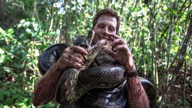 Découverte du "plus grand serpent du monde".. pesant 200 kilogrammes et mesurant 8 mètres (photos)