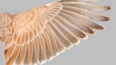 La révélation des secrets des plumes résout le mystère des dinosaures volants 