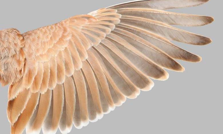 La révélation des secrets des plumes résout le mystère des dinosaures volants 