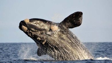 Des scientifiques révèlent le secret anatomique derrière les chants des baleines 